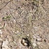 Фестиваль "Ёрдынские игры" стартует 15 июня 18 Фестиваль "Ёрдынские игры" стартует 15 июня 18